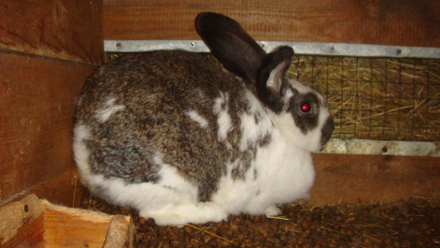 Чем можно кормить кроликов в домашних условиях