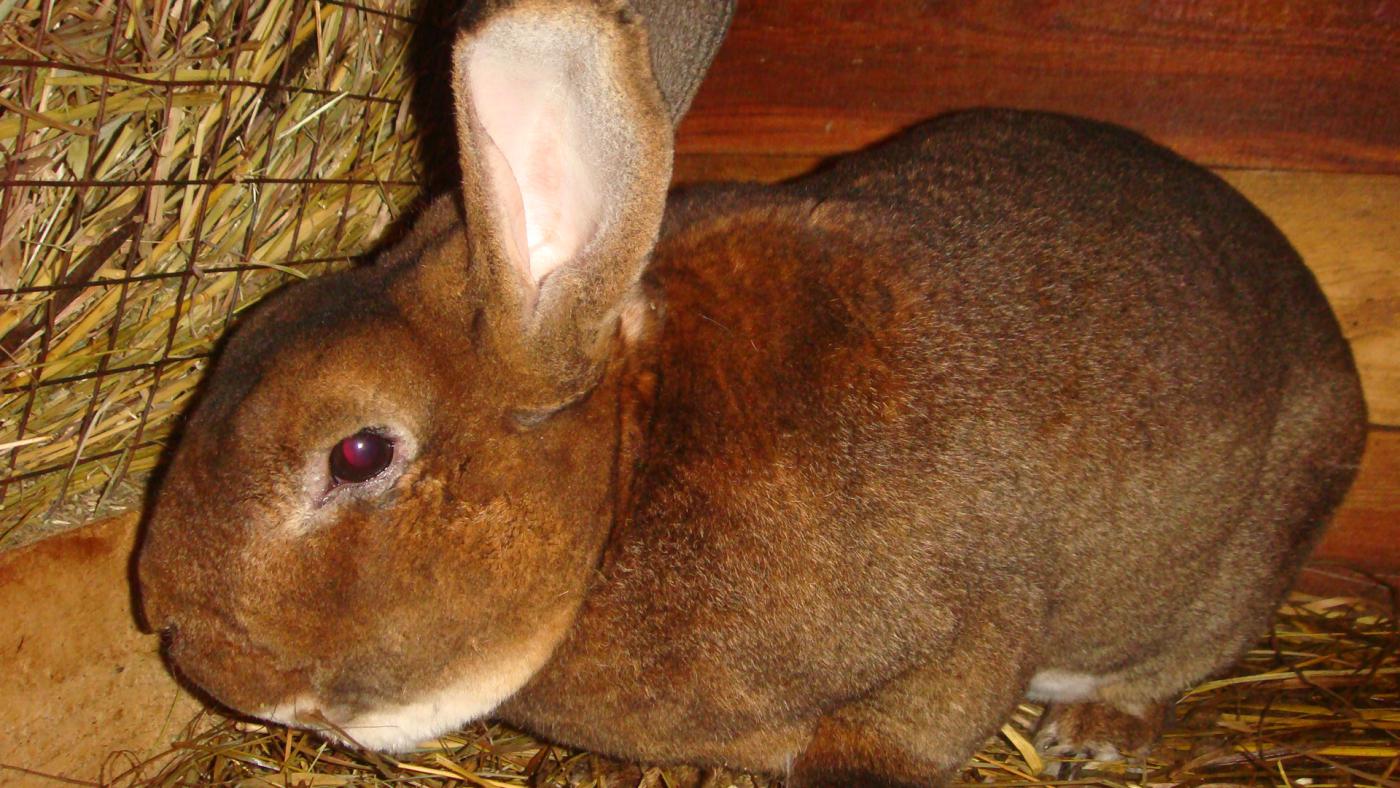 Дегельминтизация кроликов