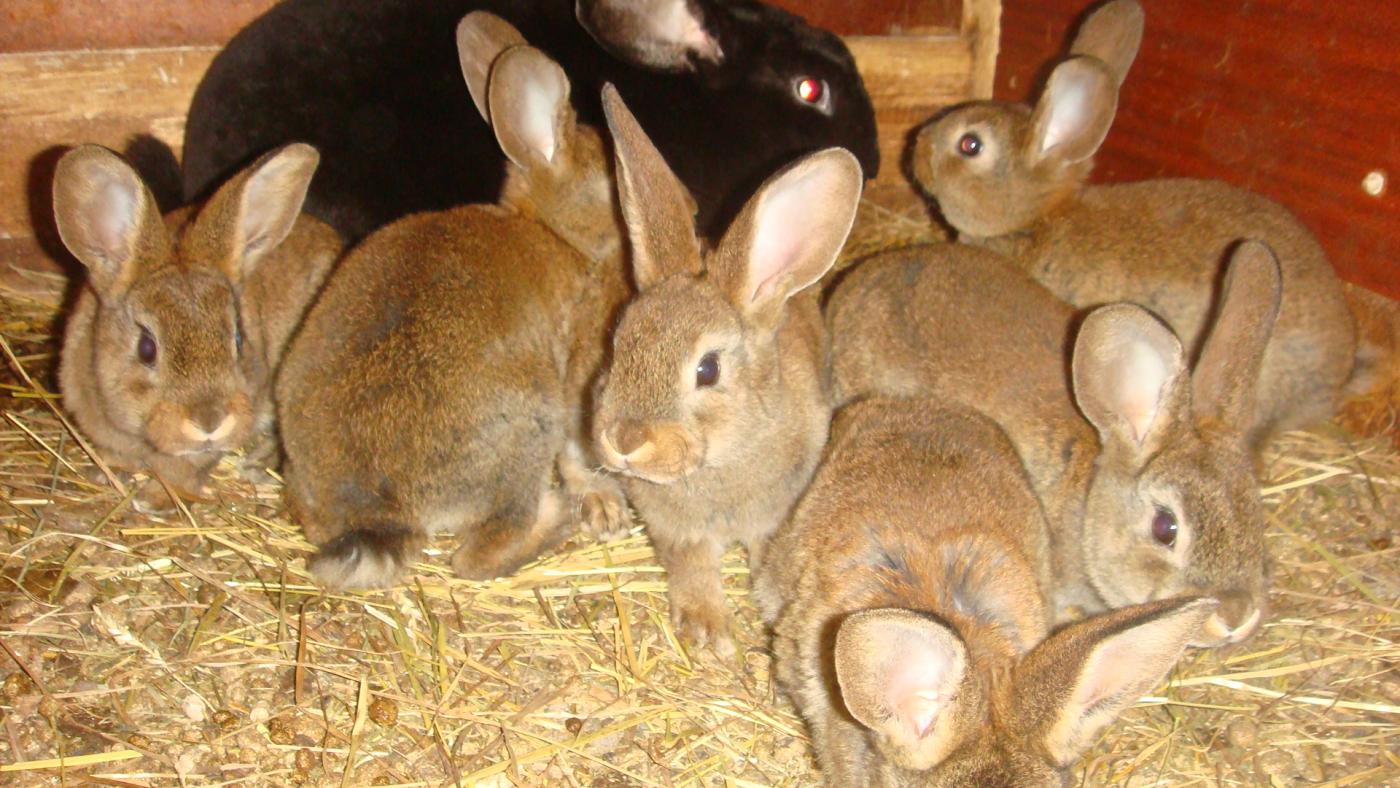 Инфекционный ринит у кроликов: причины возникновения и методы лечения