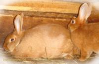 Кролики породы Новозеландский красный НЗК