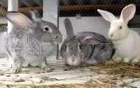 Все о кормлении кроликов: как, когда и чем кормить грызунов в домашних условиях