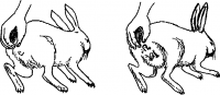 Определение пола кролика