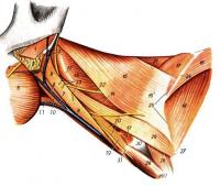Поверхностные мышцы, сосуды и нервы шеи кролика. Вид слева